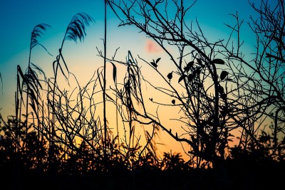 夕阳的光辉穿过高高的沼泽草地
