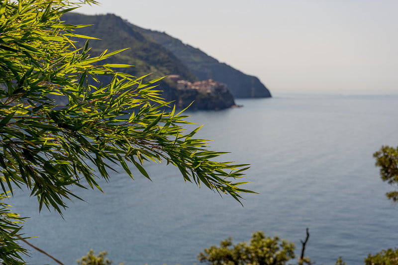 意大利科尼利亚的Cinque Terre，一片棕榈树环绕的水域