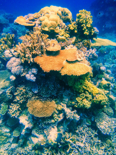 斐济塔韦乌尼岛海岸外索摩索摩海峡的珊瑚礁