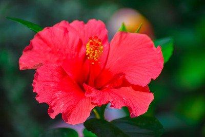 芙蓉花