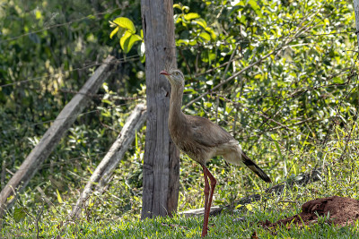 Red-legged Seriema