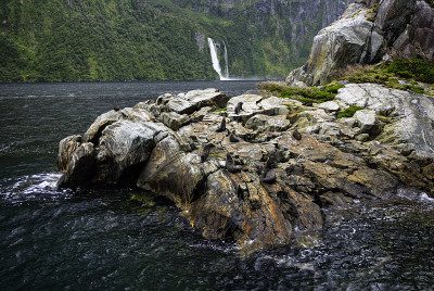 海狗，米尔福德湾，峡湾国家公园，新西兰