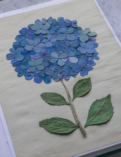 绣球花标本室关闭