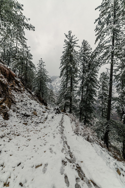 雪覆盖的道路周围的雪松在喜马拉雅山