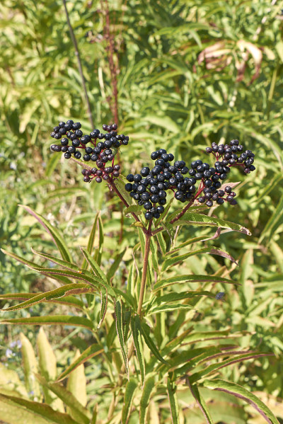 Sambucus ebulus