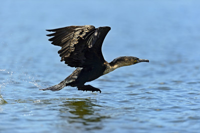 Darter