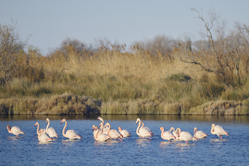 更大的火烈鸟(腓凤蝶)，Camargue -法国