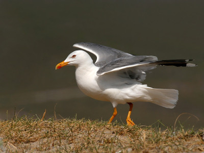 飞