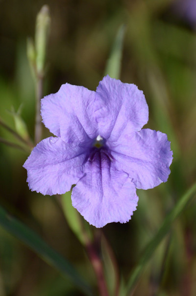 结节花