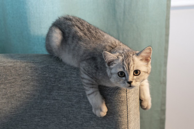 猫修理东西