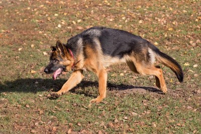 可爱的德国牧羊犬小狗在秋天的公园里奔跑。宠物的动物。