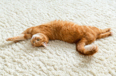 姜黄色的猫在地毯上休息，宠物在房子里
