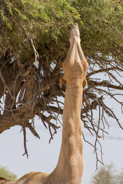阿拉伯联合酋长国沙漠中的单峰骆驼(Camelus dromedarius)。