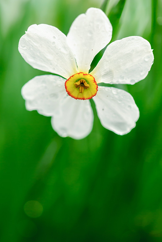 一些花的水仙