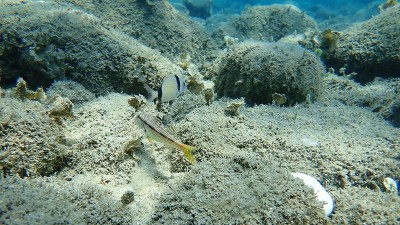 红条纹鲻鱼和普通双条纹海鲷