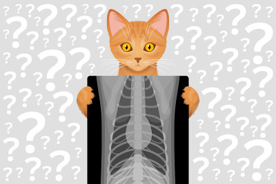 猫和胸部x光片，兽医x光片