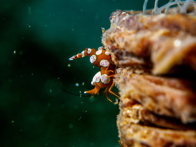 海葵虾