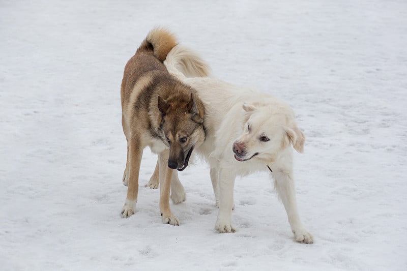 拉布拉多寻回犬和西西伯利亚莱卡在冬季公园的白雪上玩耍。宠物的动物。纯种狗。