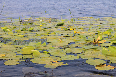 黄水花(Nuphar Lutea)