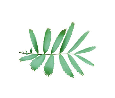 绿色棕榈叶孤立在白色背景与修剪路径