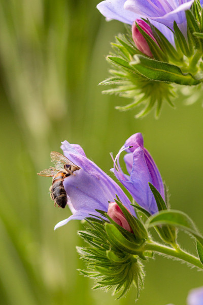 一只蜜蜂(apis mellifera)在帕特森诅咒花(echium plantagineum)上采