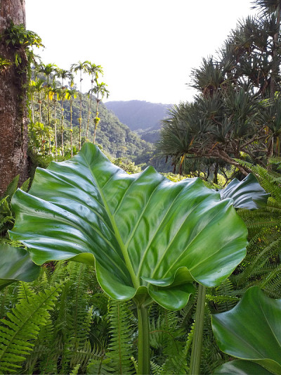 近距离拍摄法属西印度群岛植物园热带植物的绿叶。郁郁葱葱的加勒比地区植被。自然景观。
