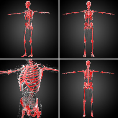 骨骼骨骼的3d渲染医学插图