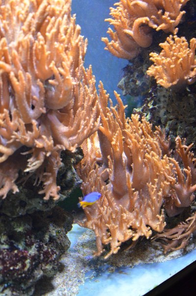 德国柏林水族馆的珊瑚