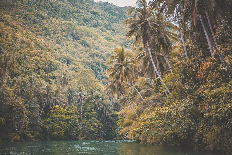 保和丛林，眼镜猴和巧克力山，在宿务，菲律宾