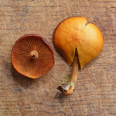 galerina marginata蘑菇