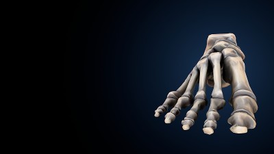 人体骨骼足部骨骼解剖。3D插图