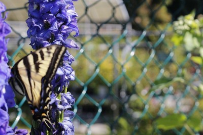 东方虎燕尾蝶(Papilio glaucus)正在吃一种紫色的罗苹(Lupinus polyphyl