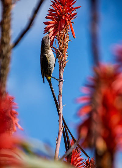 Sugarbird角