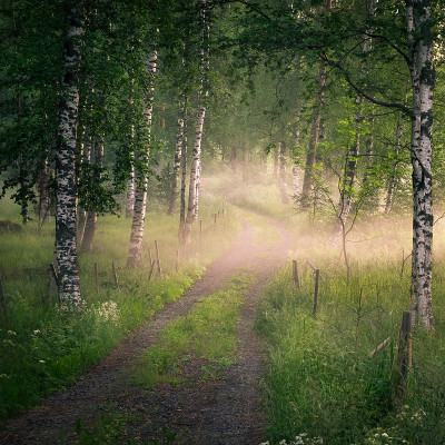 在芬兰的夏夜，田园诗般的道路和雾的风景