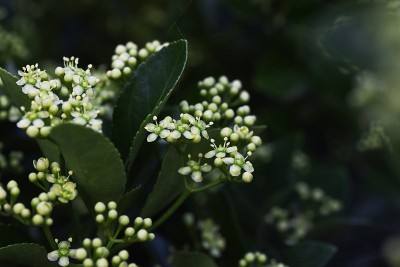 日本轴花。