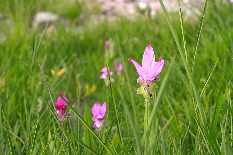 粉色暹罗郁金香(Curcuma sessilis)，泰国克拉丘，美丽的野花盛开在泰国chai pho