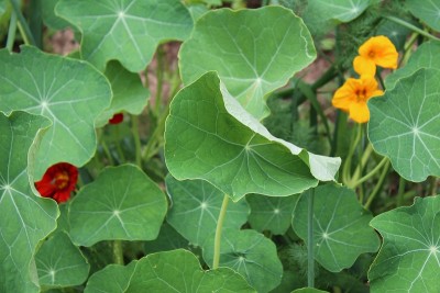 永续栽培园艺原理，有机园林。旱金莲、洋葱、莳萝、胡萝卜。蔬菜和植物之间的能量