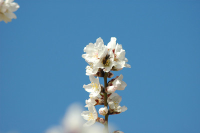 蜜岛蜜岛