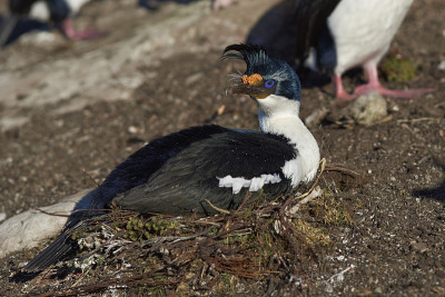 Imperial Shag (Phalacrocorax atriceps albiventer)