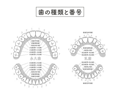 人类牙齿的插图