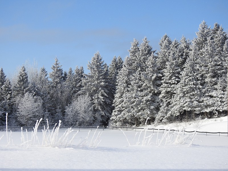 雪