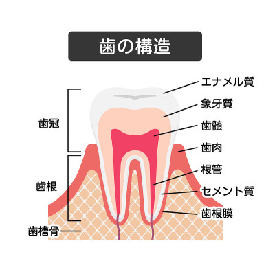 牙齿解剖平面矢量图(日语)