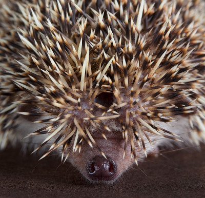 刺猬