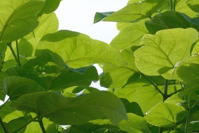 梓植物叶片