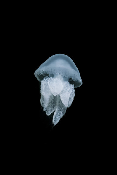 孤立的水母