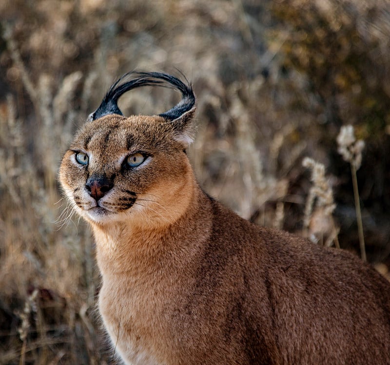 野山猫扫描他的周围