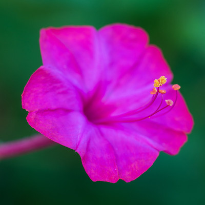 四点花1号