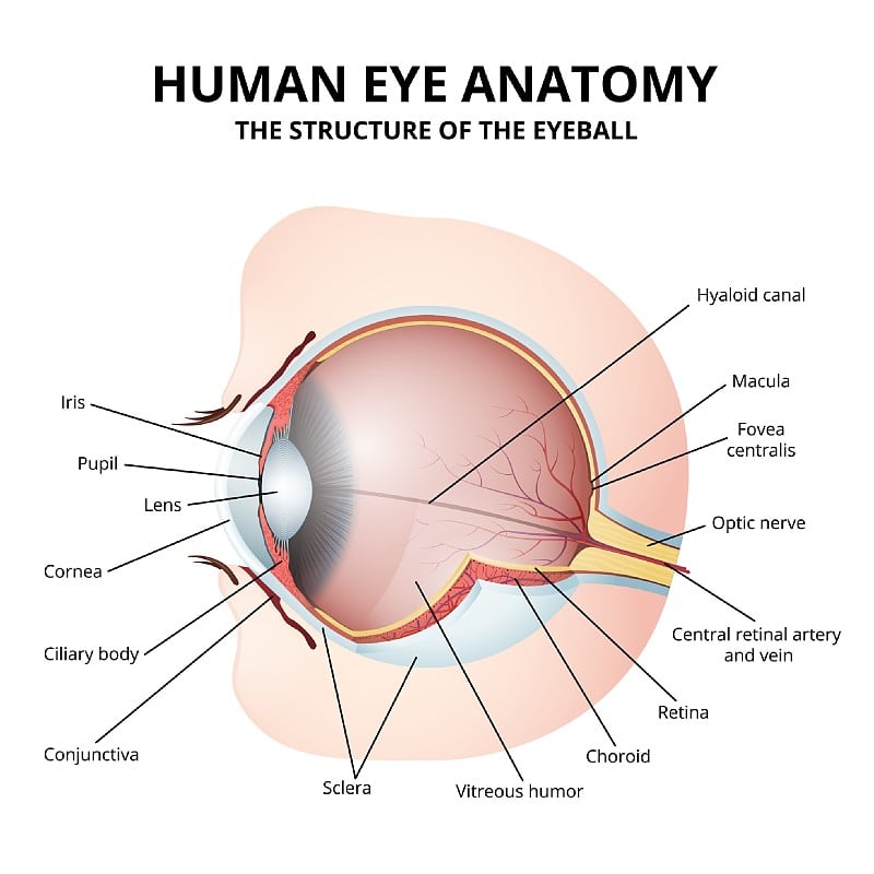 人眼解剖示意图