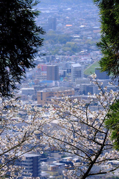 从雾岛俯瞰城山公园的春色