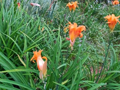 美丽的黄花菜花